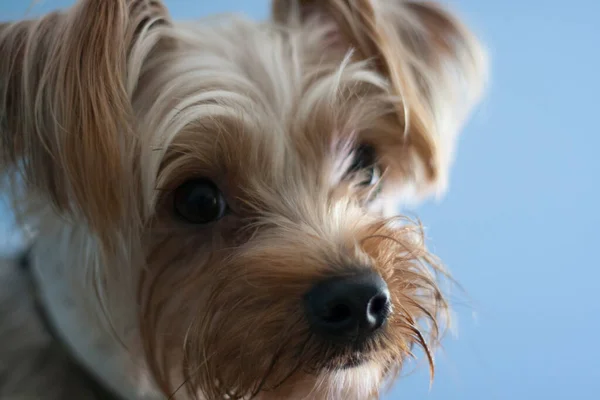 Yorkshire Terrier Dog Contra Uma Parede Azul — Fotografia de Stock