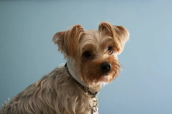 ヨークシャー テリア犬が青い壁に立ち向かう — ストック写真