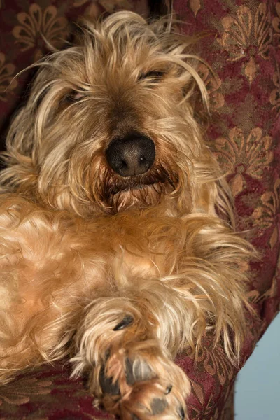 Cão Dachshund Pêlo Duro Adulto — Fotografia de Stock