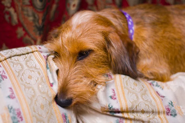大人のワイヤーヘア Dachshund Dog — ストック写真