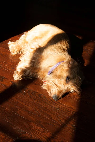 ワイヤヘアのダックスフンド犬 — ストック写真