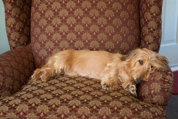 大人のワイヤーヘア Dachshund Dog — ストック写真