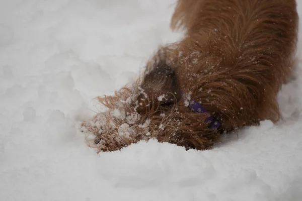 Een Volwassen Dachshund Hond — Stockfoto