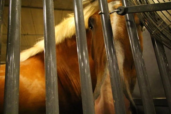 Large Horse Bars Stall — Stock Photo, Image