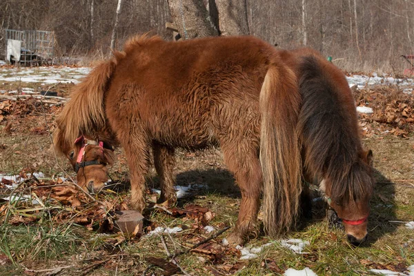 Pair Ponies Winter Coats Grazing — Stock Photo, Image