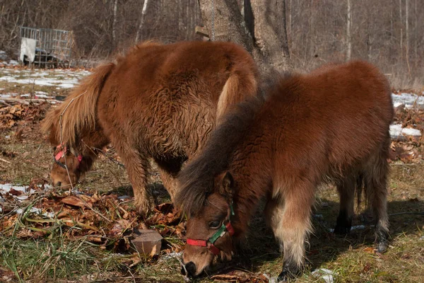 Pair Ponies Winter Coats Grazing — Stock Photo, Image