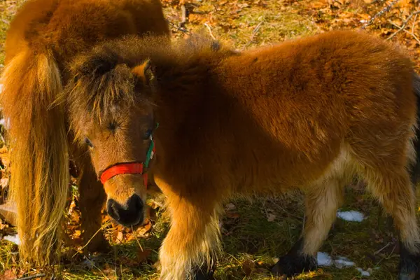 Pair Ponies Winter Coats Grazing — Stock Photo, Image