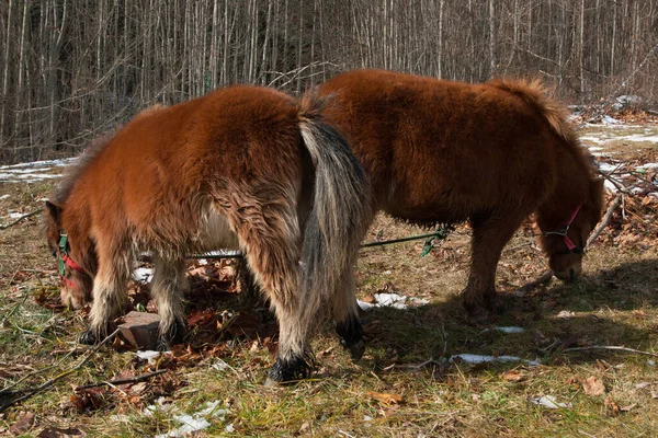 Pair Ponies Winter Coats Grazing — Stock Photo, Image