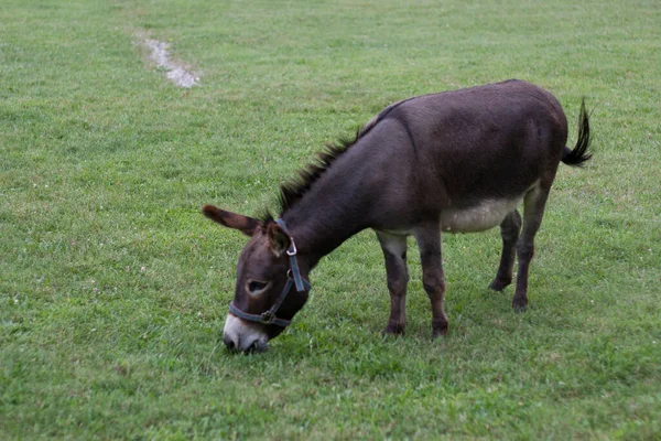 Asino Equus Africanus Asinus Pascolo — Foto Stock