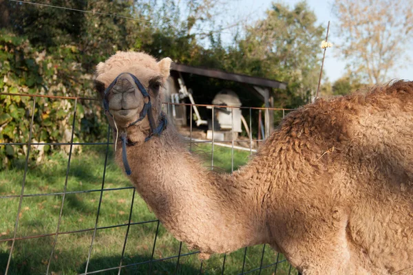 农场骆驼 Camelus Dromedarius — 图库照片