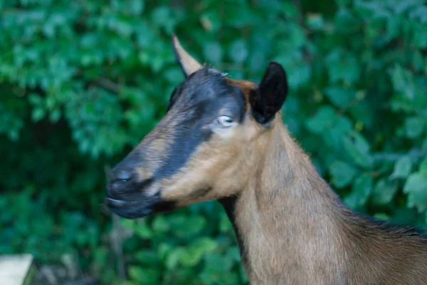 Uitzicht Geiten Capra Aegagrus Hircus — Stockfoto