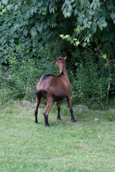 Виды Коз Capra Aegagrus Hircus — стоковое фото