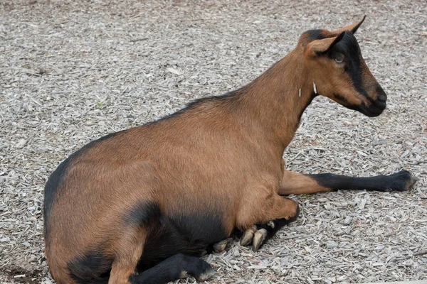 Views Goats Capra Aegagrus Hircus — Stock Photo, Image