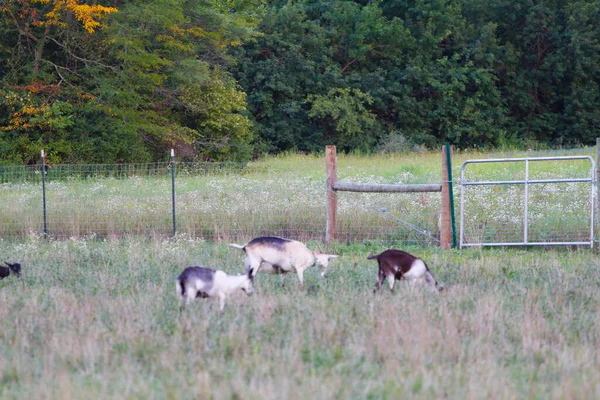 Views Goats Capra Aegagrus Hircus — Stock Photo, Image