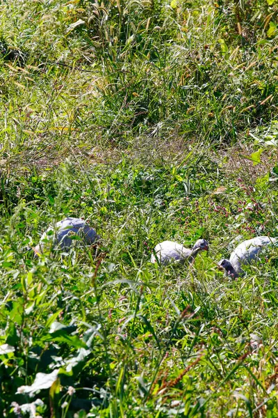 Inhemska Guineafowl Numida Meleagris Betning Gräs — Stockfoto