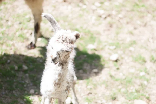 Llamas Lama Glama Visto Una Fattoria — Foto Stock