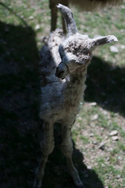 Lamas Lama Glama Auf Einem Bauernhof — Stockfoto