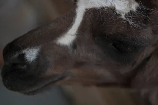 Llamas Lama Glama Seen Farm — Stock Photo, Image