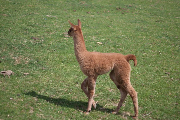 Llamas Lama Glama 在农场上看到的 — 图库照片