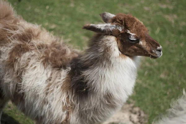 Llamas Lama Glama Visto Una Granja —  Fotos de Stock