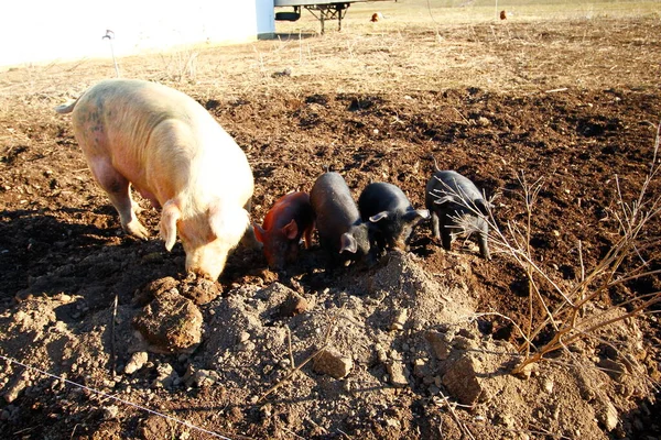 Świnia Maciora Jej Prosięta — Zdjęcie stockowe