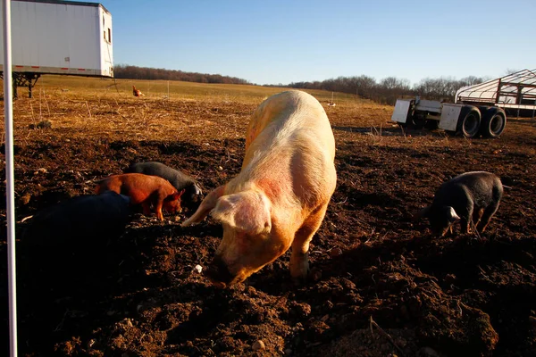 Pig Sow Her Piglets — Stock Photo, Image