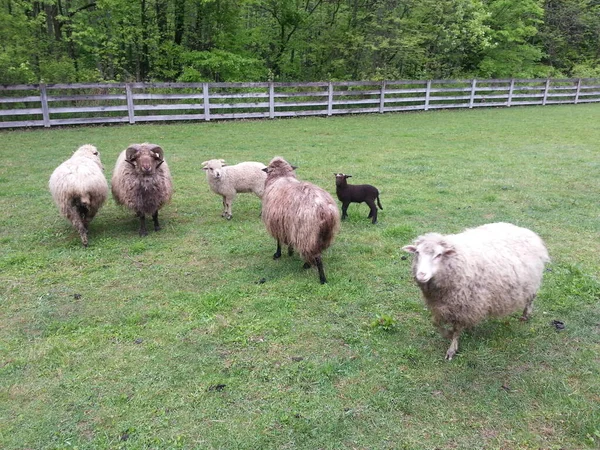 Kudde Schapen Boerderij — Stockfoto