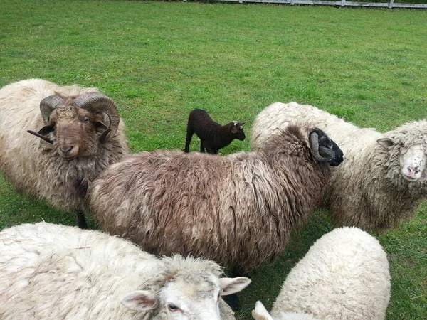 群羊农场 — 图库照片