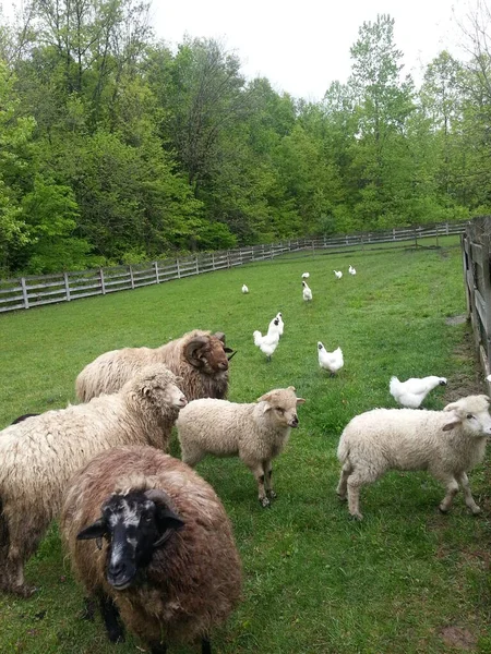 Bir Çiftlikte Koyun Sürüsü — Stok fotoğraf