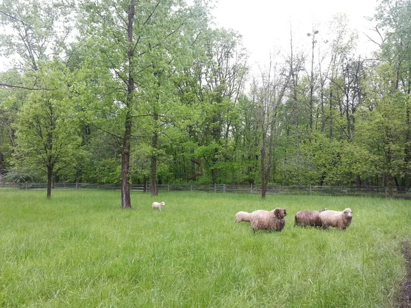 Bir Çiftlikte Koyun Sürüsü — Stok fotoğraf
