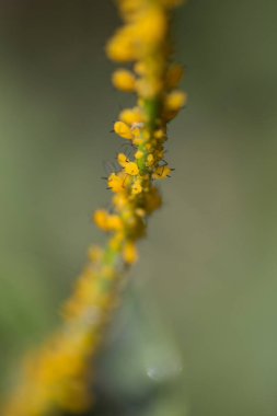 Yaprak biti üzerinde yeşil bir bitki