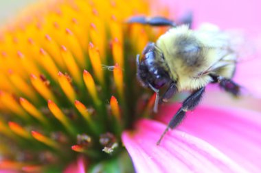Bir Arının Görünümü