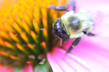 Bir Arının Görünümü