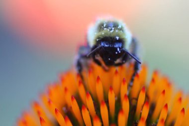Bir Arının Görünümü