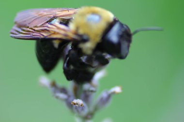 Bir Arının Görünümü