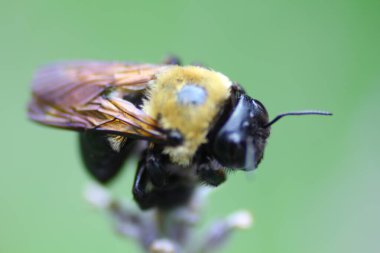 Bir Arının Görünümü