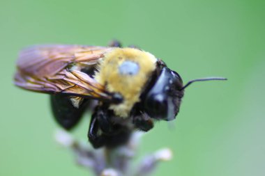 Bir Arının Görünümü