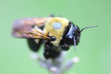 Bir Arının Görünümü