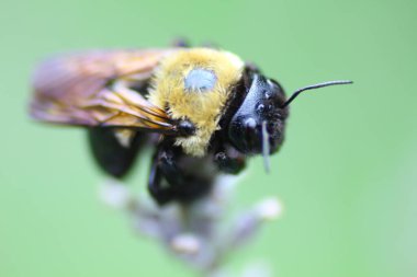 Bir Arının Görünümü