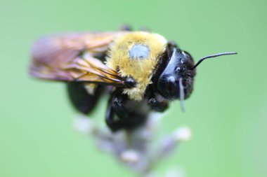 Bir Arının Görünümü