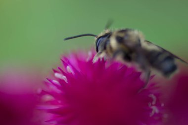 Bir Arının Görünümü