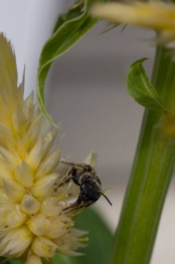 Bir Arının Görünümü