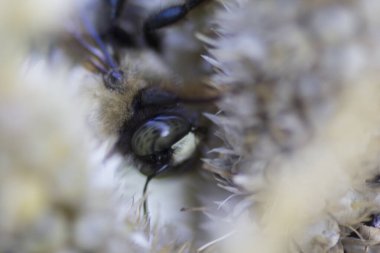 Bir Arının Görünümü