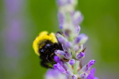 Bir Arının Görünümü