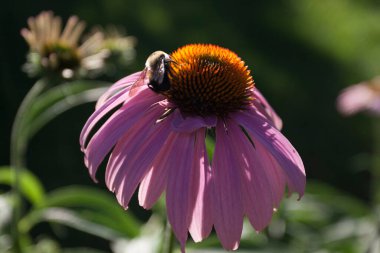 Bir Arının Görünümü