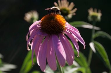 Bir Arının Görünümü