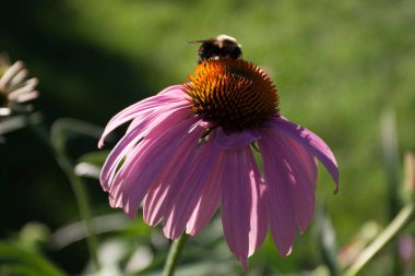 Bir Arının Görünümü