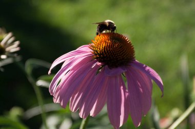 Bir Arının Görünümü
