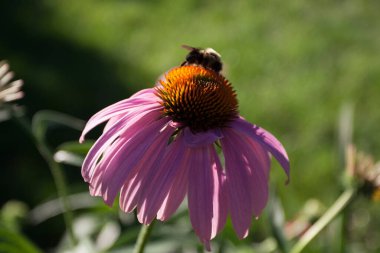 Bir Arının Görünümü