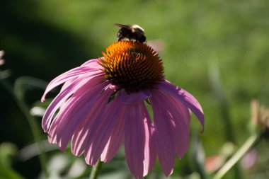 Bir Arının Görünümü